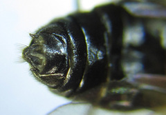 Cladius compressicornis