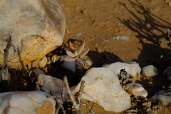 Crassula grisea