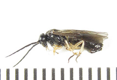 Cladius compressicornis