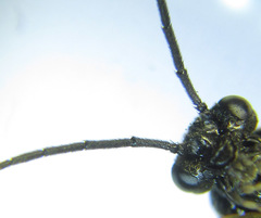 Cladius compressicornis