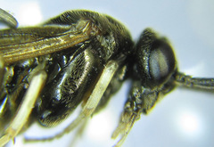 Cladius compressicornis