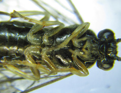 Cladius compressicornis