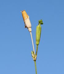 Silene flavescens