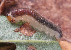 Cladius compressicornis