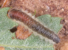 Cladius compressicornis