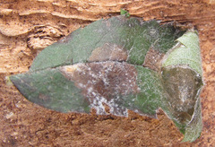 Cladius compressicornis