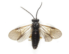 Cladius compressicornis