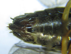 Cladius compressicornis