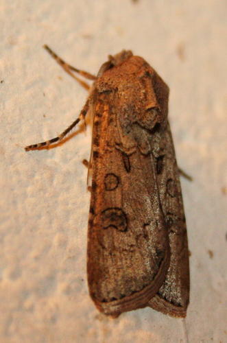 Turnip Moth