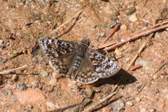Erynnis martialis