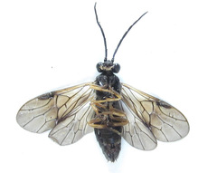Cladius compressicornis