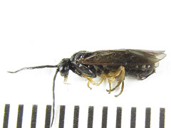 Cladius compressicornis