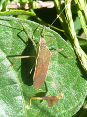 Anisoscelis marginellus