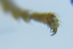 Cladius compressicornis