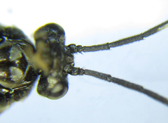 Cladius compressicornis