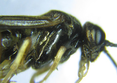 Cladius compressicornis