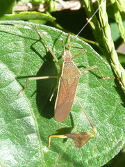 Anisoscelis marginellus
