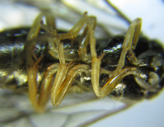 Cladius compressicornis