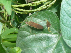 Anisoscelis marginellus