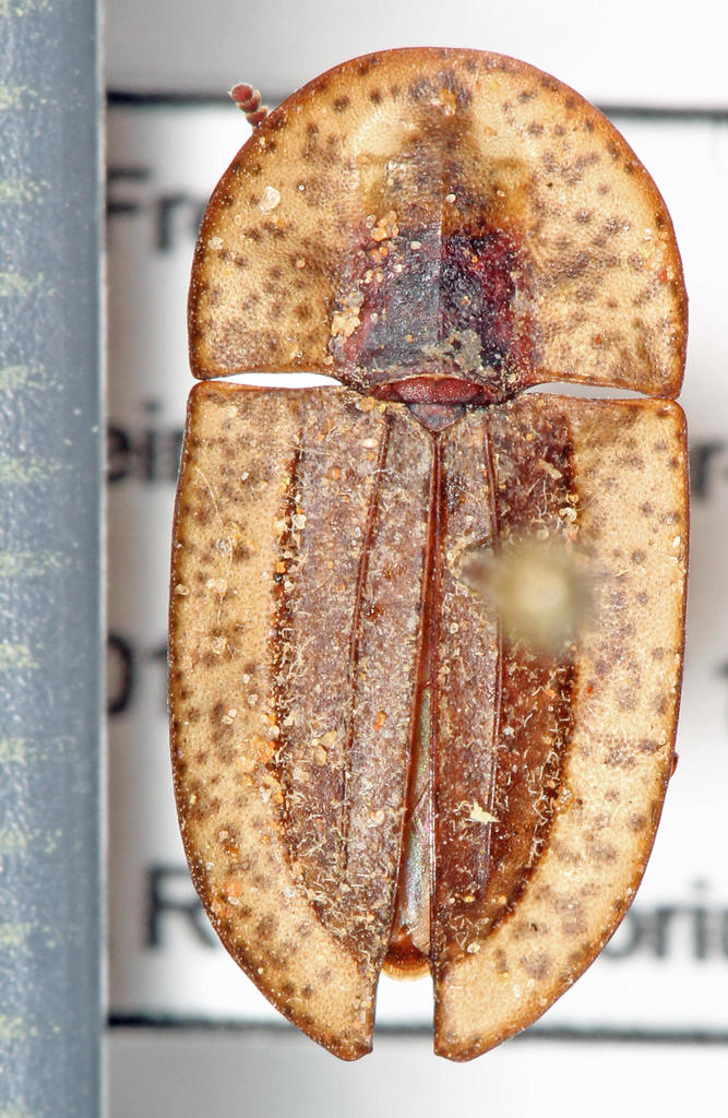 Cossyphus punctatissimus