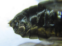 Cladius compressicornis