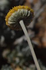 Pentzia