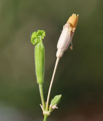 Silene flavescens