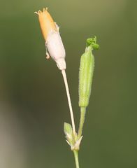 Silene flavescens