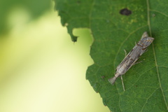 Agriphila geniculea