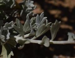 Pentzia