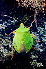 Chlorocoris distinctus