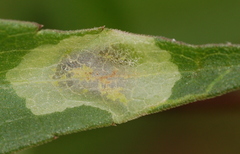 Calycomyza promissa