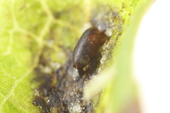 Calycomyza promissa