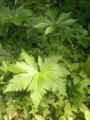 Filipendula glaberrima