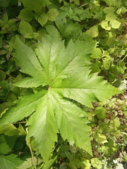 Filipendula glaberrima