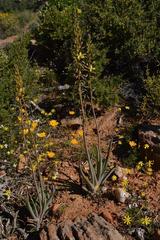 Bulbine longifolia