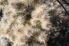 Cylindropuntia echinocarpa