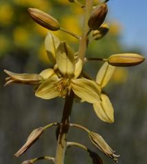 Bulbine longifolia