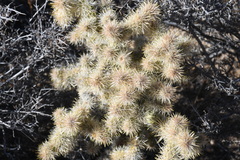 Cylindropuntia echinocarpa