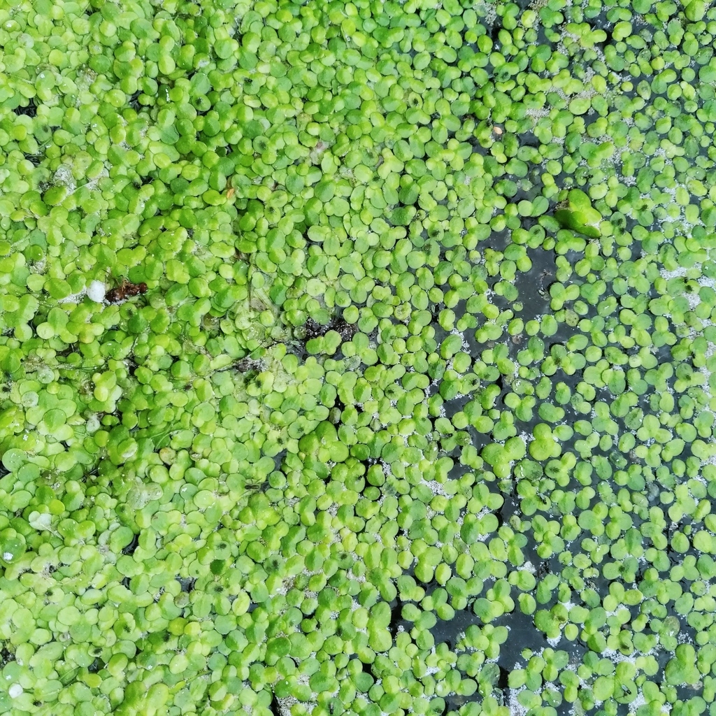 Red Duckweed from Asbest gorsovet, Sverdlovsk, Russia on August 7, 2021 ...