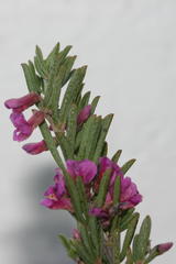 Indigofera pappei
