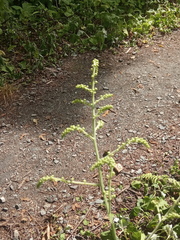 Actaea dahurica