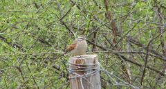 Emberiza capensis capensis