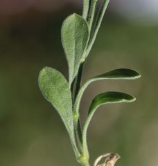 Silene flavescens