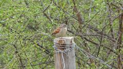 Emberiza capensis capensis
