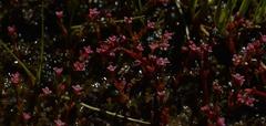 Crassula vaillantii
