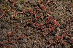 Crassula vaillantii