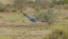 Corvus capensis capensis