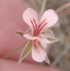 Pelargonium gracillimum