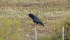 Corvus capensis capensis